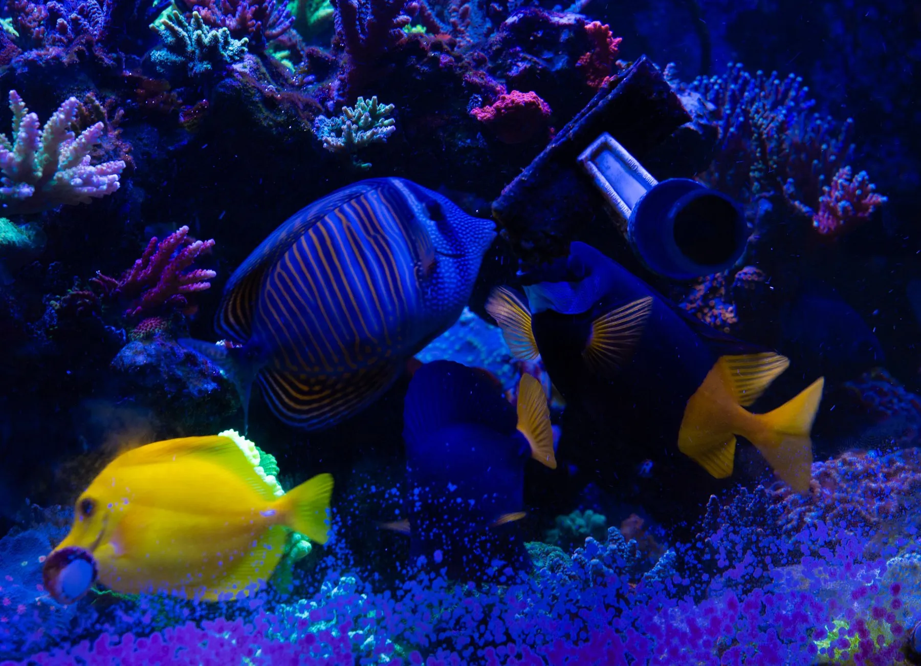 Yellow tang and blue angelfish swimming in a colorful reef aquarium